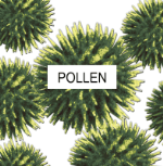 magnified pollen Kalamazoo MI