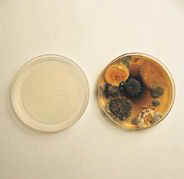 microbial activity in a petri dish Kalamazoo MI